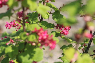 Close-up of pink flowering plant leaves