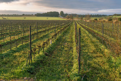 Scenic view of vineyard against sky