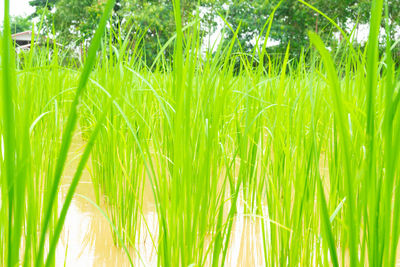 Close-up of crops growing on field