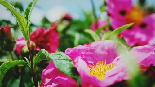 Close-up of pink flowering plant