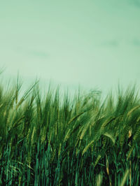 Close-up of wheat growing on field against sky