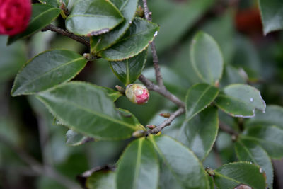 Close-up of berries on tree