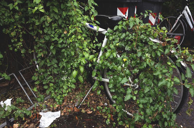 Plants hanging from plant