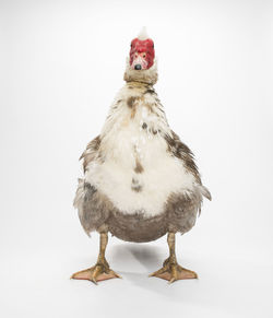 Close-up portrait of duck against white background