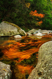 Scenic view of waterfall in forest