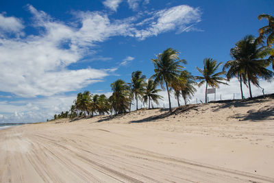 Scenic view of palm trees on beach against sky