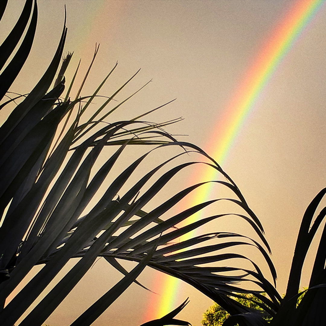 multi colored, rainbow, beauty in nature, sky, nature, no people, low angle view, plant, close-up, day, sunlight, tree, outdoors, growth, sunset, curve, pattern, palm tree, leaf, palm leaf