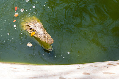 High angle view of turtle in lake