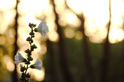 Close-up of flowering plant on land