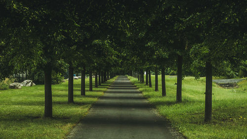 Footpath amidst trees in park