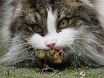 Norwegian forest cat caught a frog