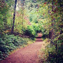 Narrow pathway in forest