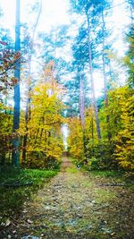 Trees in forest during autumn