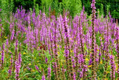 Purple flowering plants on field