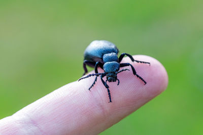 Close-up of insect on hand