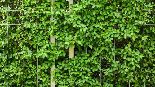 Full frame shot of ivy growing on tree