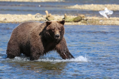 Close-up of an alaskan brown bear fishing for sockeye salmon, seagulls in the background