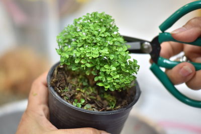 Midsection of person holding ice cream in potted plant