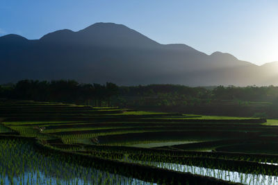 Beautiful morning mist view on blue mountain and beautiful terrace of indonesian rice fields