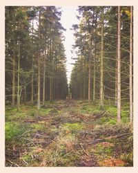 Trees in forest