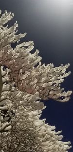 Close-up of coral in sea