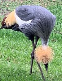 Close-up of a bird on field