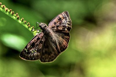 Horace duskywing butterfly feeding on scorpion tail flower