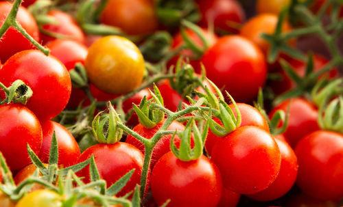 Close-up of tomatoes