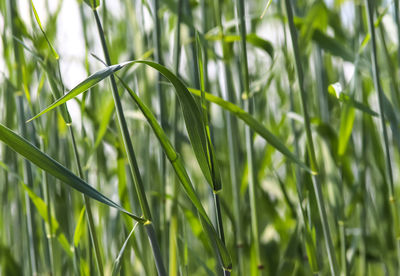 Close-up of wheat growing on field