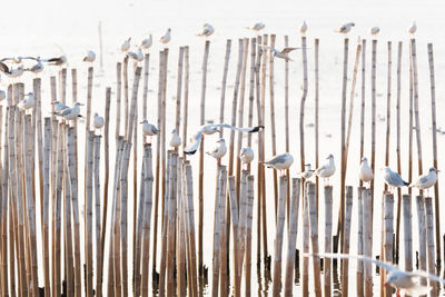 High angle view of seagulls perching on wooden post in sea