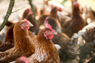 Close-up of rooster