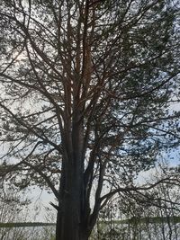 Low angle view of bare tree