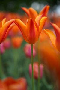 Close-up of orange tulips