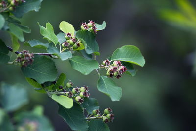 Close-up of red flowering plant