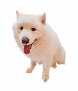 Close-up portrait of a dog over white background