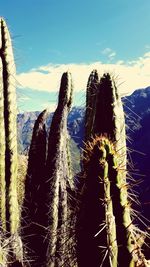 Close-up of cactus against sky