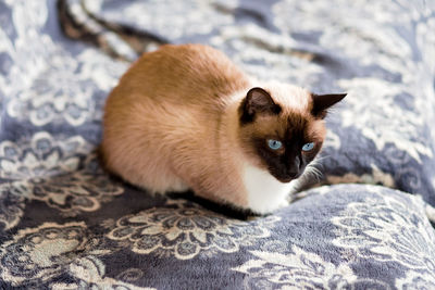 Close-up of kitten on bed at home