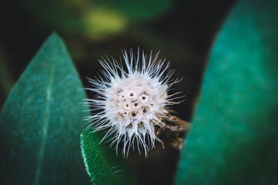 Close-up of plant