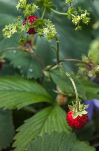 Close-up of wild strawberry growing on plant