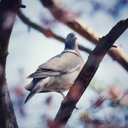 Low angle view of bird perching on branch