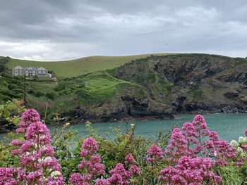 Pink flowering plants by mountains against sky