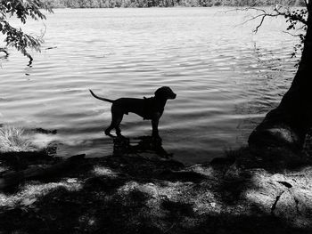 Dog standing by lake