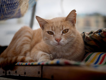 Close-up portrait of cat