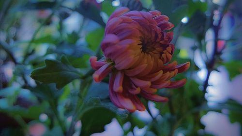 Close-up of flowers against blurred background