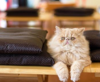 Portrait of cat relaxing on sofa