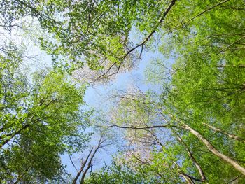 Low angle view of trees against sky