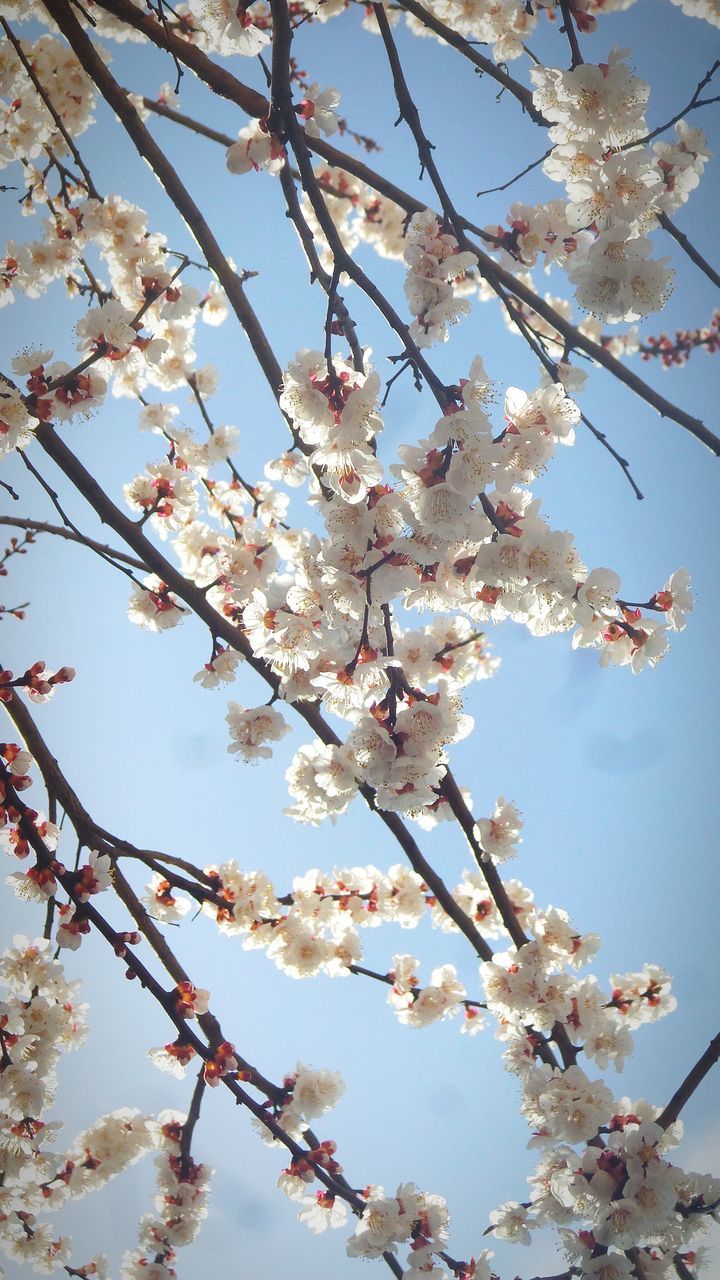 flower, branch, freshness, cherry blossom, tree, cherry tree, blossom, low angle view, fragility, growth, beauty in nature, fruit tree, nature, orchard, springtime, in bloom, blooming, apple blossom, twig, pink color