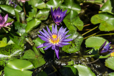 Close-up of purple water lily blooming outdoors