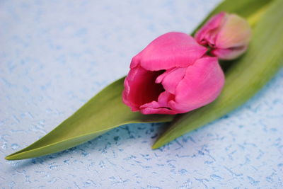 Close-up of pink flower on table