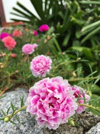 Close-up of pink flowers blooming outdoors